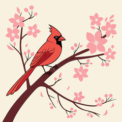 Northern Cardinal on cherry blossom branch in spring, vibrant colors and seasonal nature beauty captured in stunning detail.