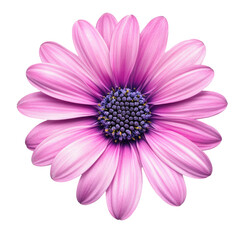 Pink Daisy In Vibrant Color  isolated on a transparent background