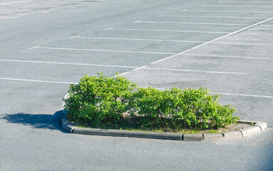 Empty Asphalt Parking Lot with Green Shrub Island on a Sunny Day