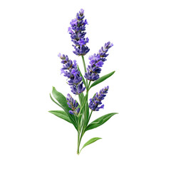 Fototapeta premium Single Lavender Flower With Slender Purple isolated on a transparent background