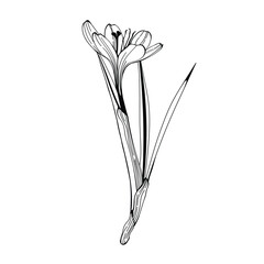 Crocus or saffron flower. Floral botanical flower. Isolated illustration element. Vector hand drawing wildflower for background, texture, wrapper pattern, frame or border.