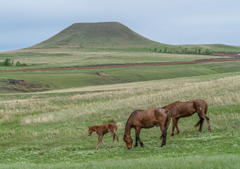 Landscape with a hill covered with green grass and horses grazing at the foot of the hill.