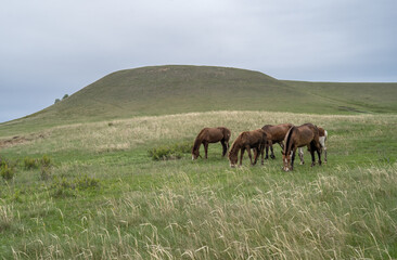 Landscape with a hill covered with green grass and horses grazing at the foot of the hill.