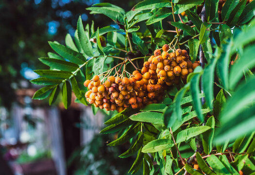 Close-up of a rowan branch with overripe yellow berries in autumn.