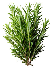 Fototapeta premium Rosemary, herb, twig, plant, spice, culinary, aromatic, cooking, seasoning — Fresh rosemary twigs separated and isolated, perfect for kitchen use, display, packaging, or design, on a white transparent