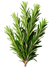 Fototapeta premium Rosemary, herb, twig, plant, spice, culinary, aromatic, cooking, seasoning — Fresh rosemary twigs separated and isolated, perfect for kitchen use, display, packaging, or design, on a white transparent