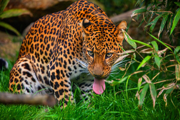 Male Javan leopard Panthera pardus melas of Java, Indonesia.