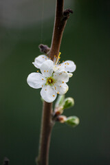Plum tree blossom 