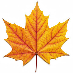 Fototapeta premium Autumn maple leaf on white