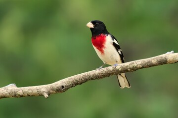 Rose-breasted grosbeak on a branch.