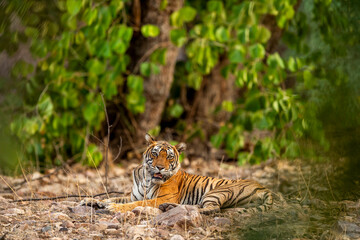 Indian wild royal bengal female tiger or panthera tigris fine art portrait sitting in open green...