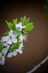 green leaves on black background