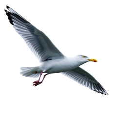 Obraz premium Seagull in Flight bird nature animal and wing feather of wildlife isolated on transparent or white background.