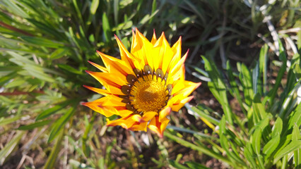 Close-up of a Stunning Gazania Flower Surrounded by Lush Greenery