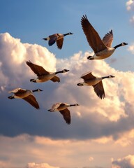 Obraz premium Graceful flight of Canada geese against a dramatic sky with clouds at sunset creating a serene scene of natural beauty and freedom in the wild