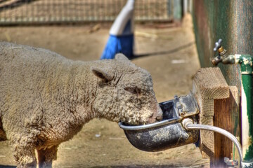Lamb Drinking Water From Water Fountain at Petting Zoo.