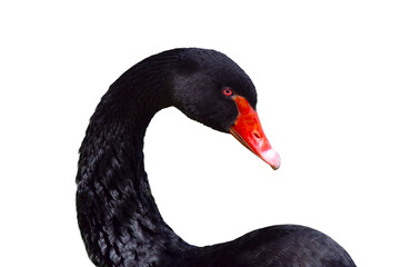Black swan portrait isolated on white background