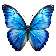 Fototapeta premium Blue Butterfly Isolated On White