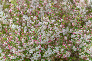 A bush with white flowers and pink buds. The flowers are in full bloom. The bush is green and has a lot of leaves