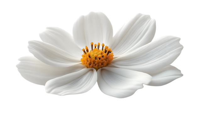 Elegant White Flower with Vibrant Yellow Center Perfect for Nature and Floral Designs