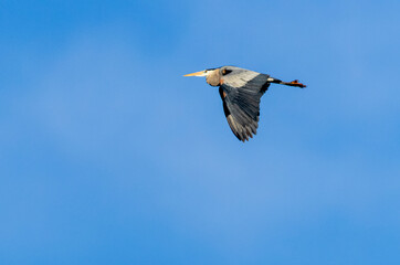 Blue Heron in Flight