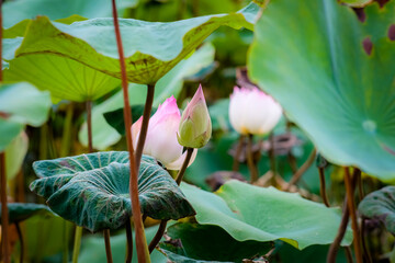 Sacred lotus in the pond of Queen Sirikit Park Bangkok Thailand.