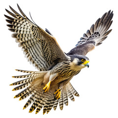 Obraz premium Detailed Falcon In Flight White Background