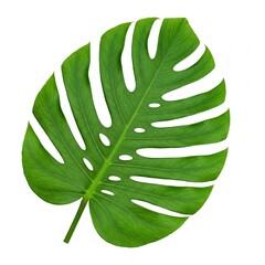 large tropical green leaf isolated on white