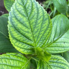A close-up of the bright green leaves of Hydrangea macrophylla, with prominent veins and serrated edges. Young leaves are a lighter shade.