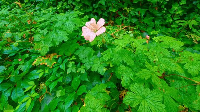 Geranium endressii, or Endres cranesbill, is a resilient perennial featuring vibrant pink flowers and lush green foliage. It thrives in various garden settings and attracts pollinators, adding beauty 