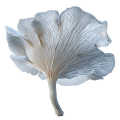 Detailed Close-up of a Single Oyster Mushroom, Isolated on Green Transparent background