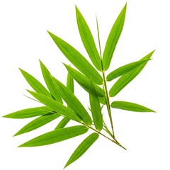 Fototapeta premium bamboo leaves isolated on white background