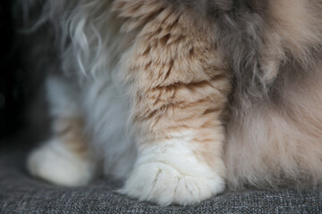 Obraz premium Female british longhair