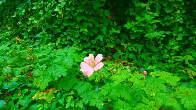 Geranium endressii, or Endres cranesbill, is a resilient perennial featuring vibrant pink flowers and lush green foliage. It thrives in various garden settings and attracts pollinators, adding beauty 