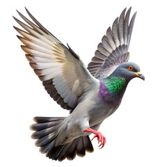 Obraz premium Lifelike Pigeon in Flight Against White