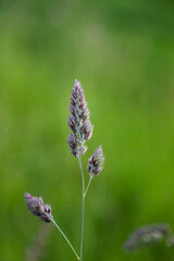 close up of flower