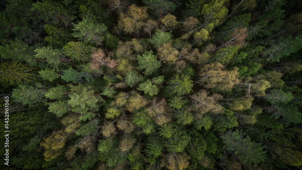 Poster summer forest top view from drone, forest dark green mysterious as flat texture background for page 