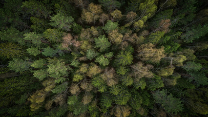 Summer forest top view from drone, forest dark green mysterious as flat texture background for page or banner template.