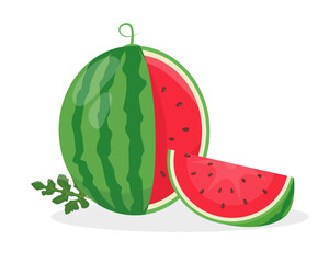 Fresh cut watermelon fruit and piece. Organic Watermelon for juice, smoothie or vitamin healthy food. Vector illustration isolated on white background.