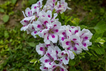 Pelargonium Domesticum.White and purple flowers