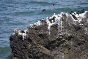 Common Murre and pelagic cormorants