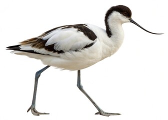 Obraz premium pied-avocet isolated on white background
