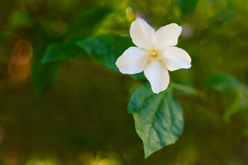 fiore di gelsomino in primavera in Italia