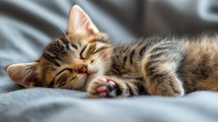 Adorable tabby kitten sleeping peacefully on soft blanket