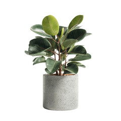 Ficus Lyrata in Grey Concrete Pot - Stylish Indoor Plant