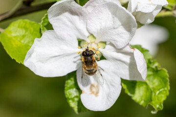 Biene in Apfelblüte