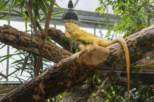 Iguana in the tropiquarium, Servion