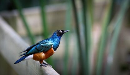 superb starling in the swiss zoo