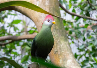 Turaco in the zoo, Switzerland