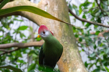 Turaco in the zoo, Switzerland